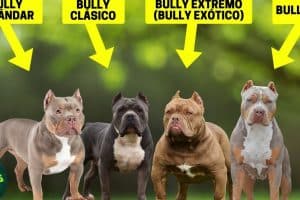 EL BULLY VARIEDADES