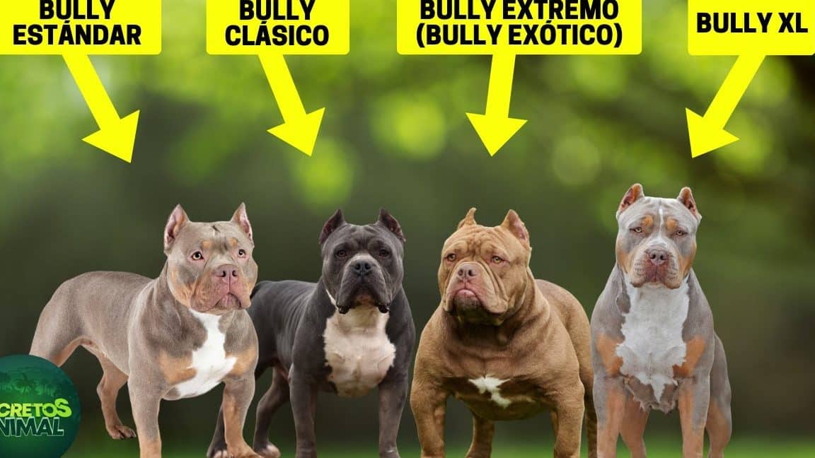el bully variedades 1
