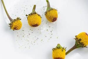 Eléctrica Flores